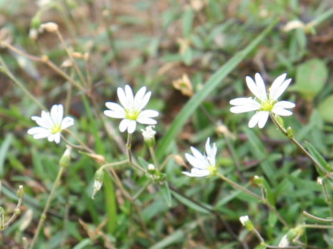 Cerastium schizopetalum var. bifidum