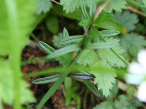 Cerastium schizopetalum var. bifidum