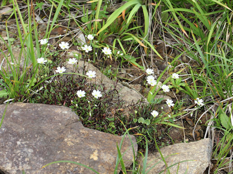 Cerastium schizopetalum var. bifidum