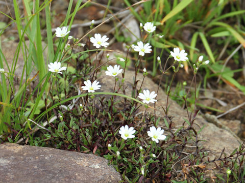 Cerastium schizopetalum var. bifidum