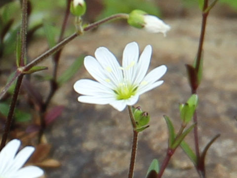 Cerastium schizopetalum var. bifidum