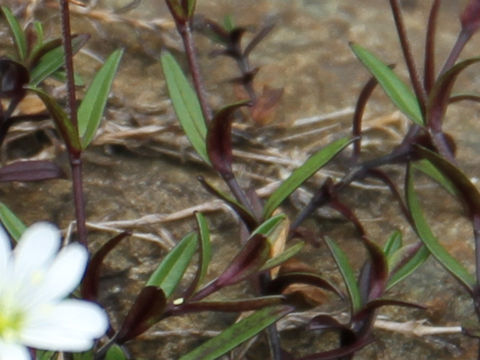 Cerastium schizopetalum var. bifidum