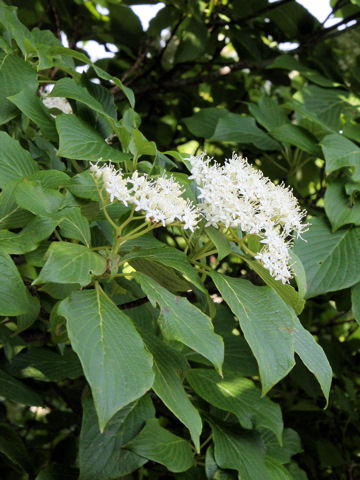 Swida macrophylla