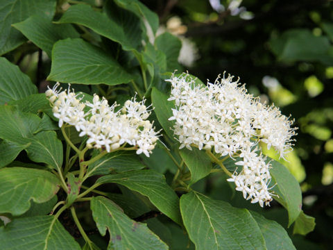 Swida macrophylla