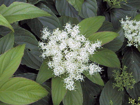 Swida macrophylla