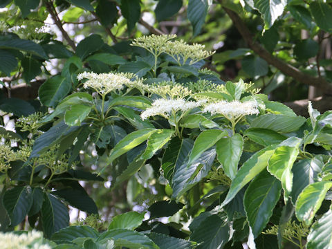 Swida macrophylla