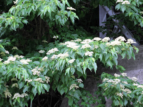 Swida macrophylla