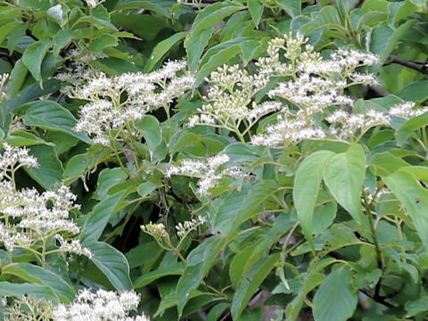 Swida macrophylla