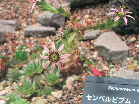 Sempervivum arachnoideum