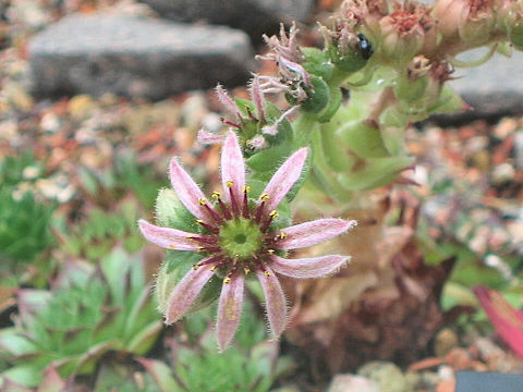 Sempervivum arachnoideum