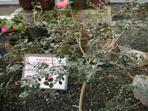 Osmanthus delavayi