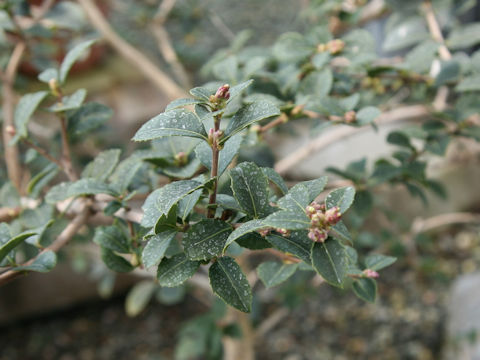 Osmanthus delavayi