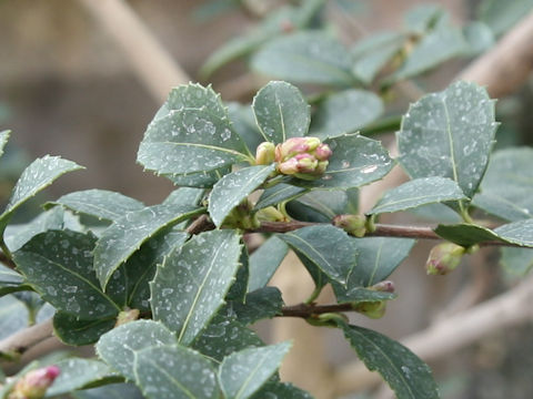 Osmanthus delavayi