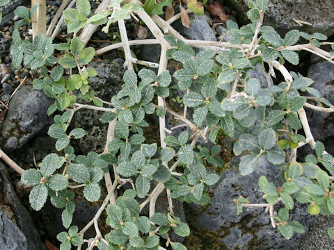 Osmanthus delavayi