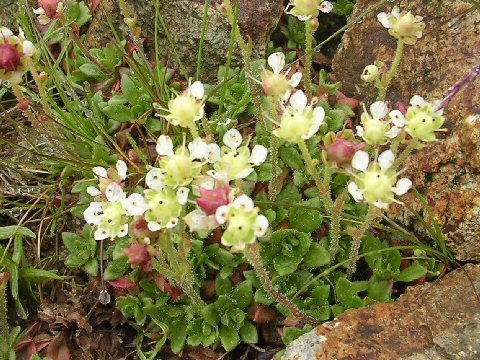 Saxifraga merkii var. idsuroei