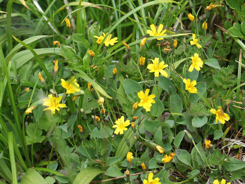 Ixeris dentata ssp. kimurana