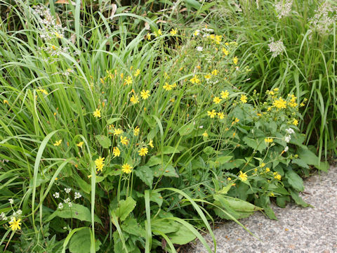 Ixeris dentata ssp. kimurana