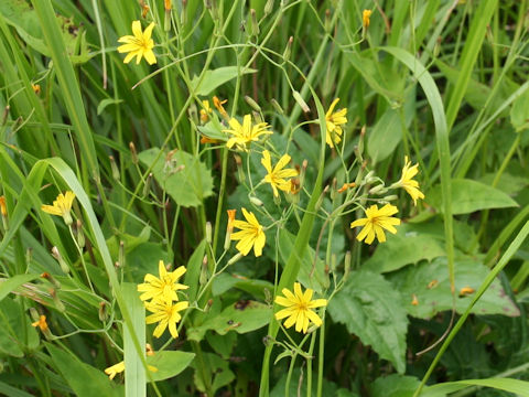 Ixeris dentata ssp. kimurana