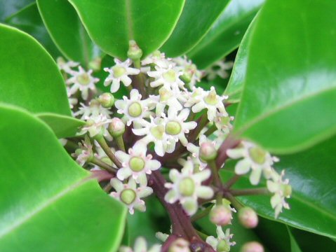 Ilex rotunda