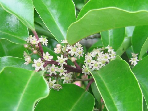 Ilex rotunda