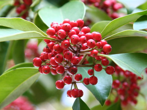 Ilex rotunda