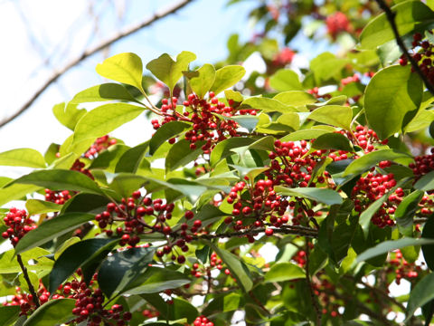 Ilex rotunda