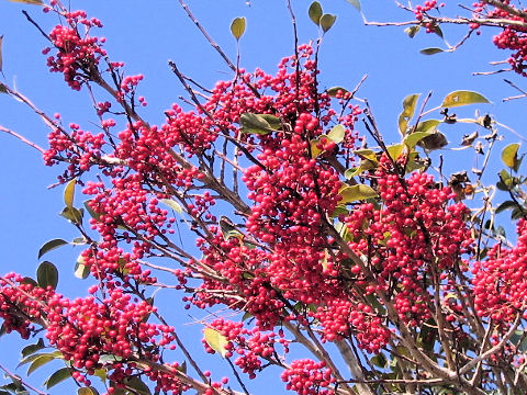 Ilex rotunda