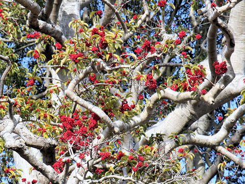 Ilex rotunda