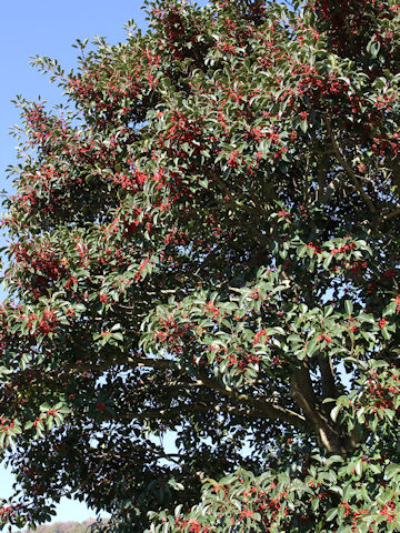 Ilex rotunda