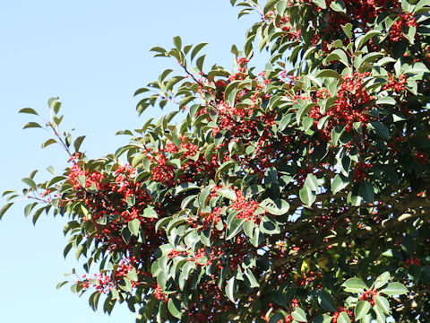 Ilex rotunda