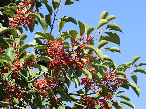 Ilex rotunda