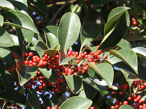 Ilex rotunda