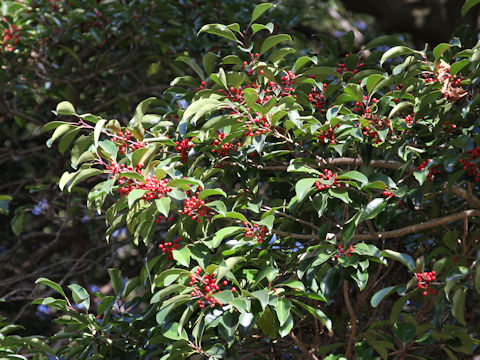 Ilex rotunda