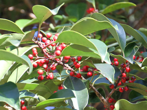 Ilex rotunda