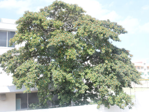 Ilex rotunda