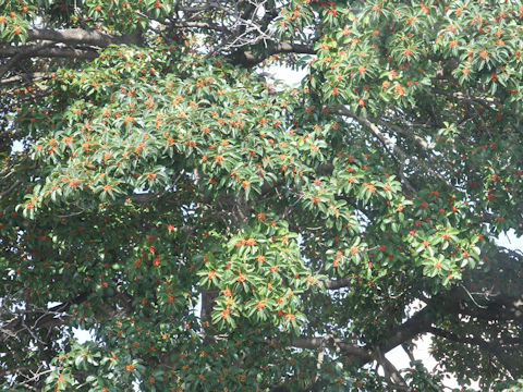 Ilex rotunda