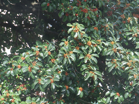 Ilex rotunda