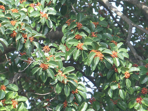 Ilex rotunda