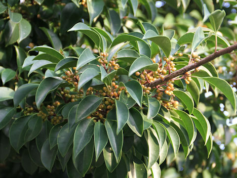 Ilex rotunda