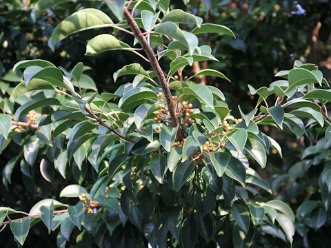 Ilex rotunda