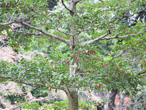 Ilex rotunda