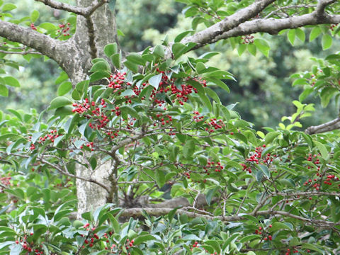 Ilex rotunda