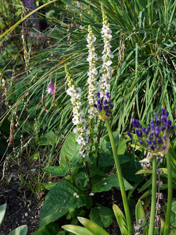 Verbascum nigrum 'Album'