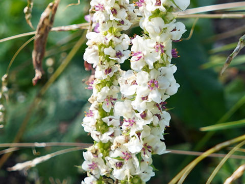 Verbascum nigrum 'Album'