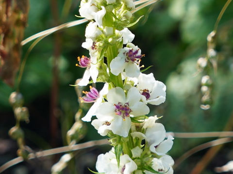 Verbascum nigrum 'Album'