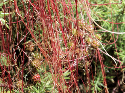 Cuscuta europaea