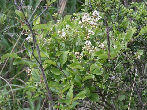 Symplocos paniculata