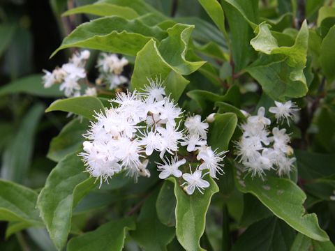 Symplocos paniculata