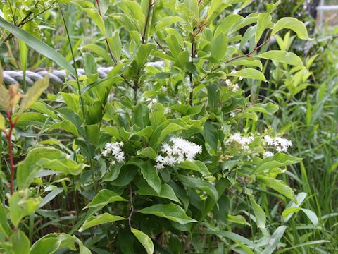 Symplocos paniculata