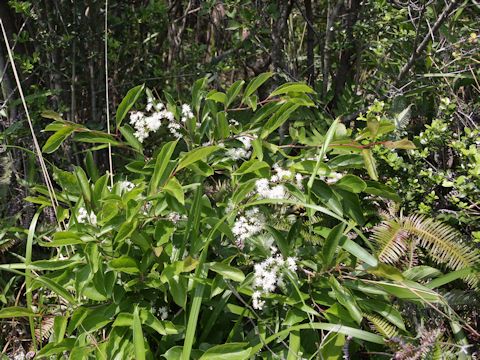 Symplocos paniculata